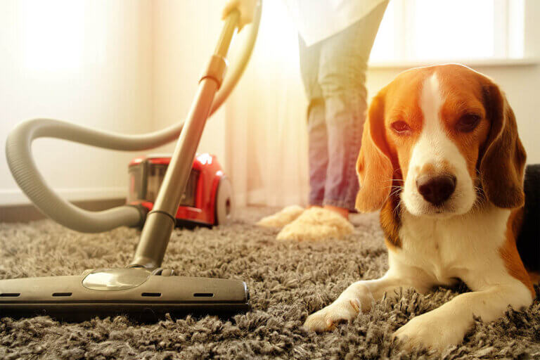 aspirateur pour poils d'animaux