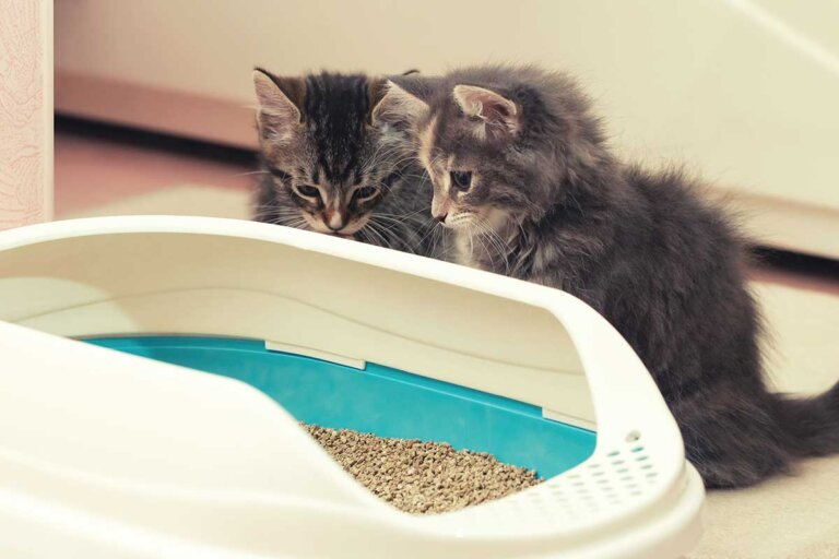 bac à litière pour chats