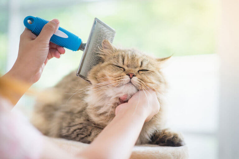 brosse pour chats