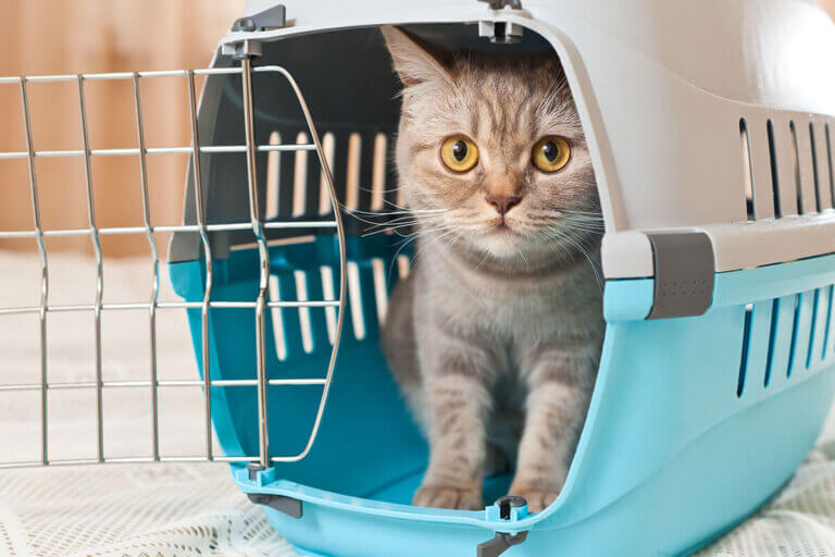 cage de transport pour chats