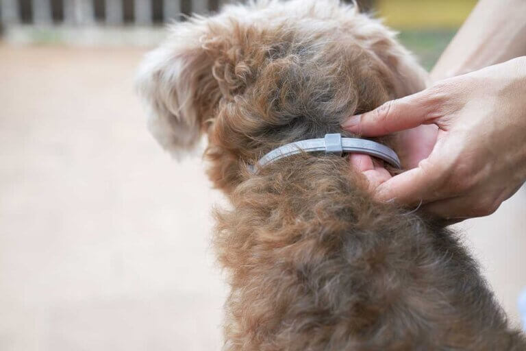collier anti-tiques pour chiens