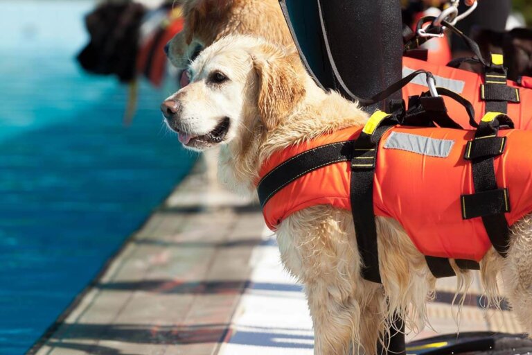 gilet de sauvetage pour chiens