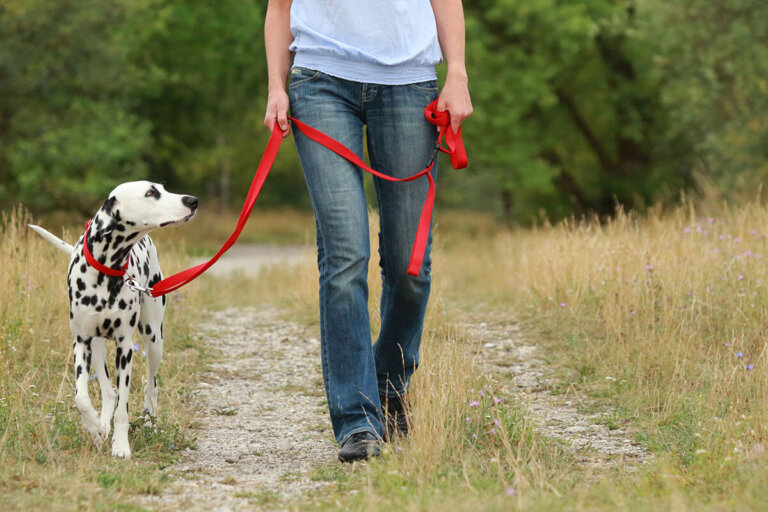 laisse pour chiens