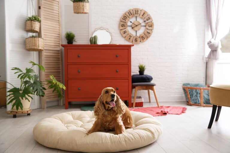 lit pour chiens