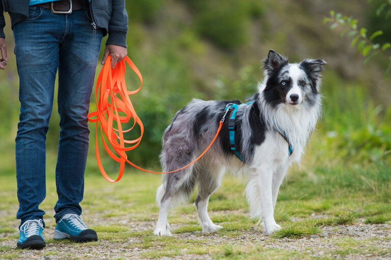 longe pour chiens