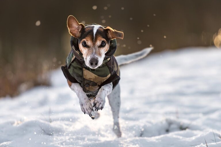 manteau pour chiens