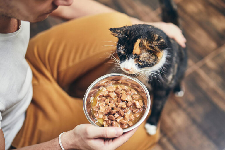 nourriture humide pour chats