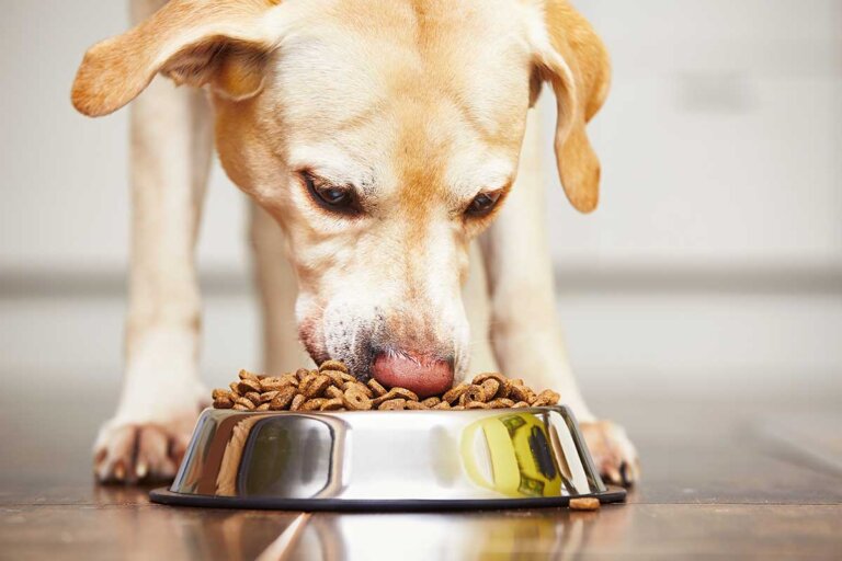 nourriture pour chiens