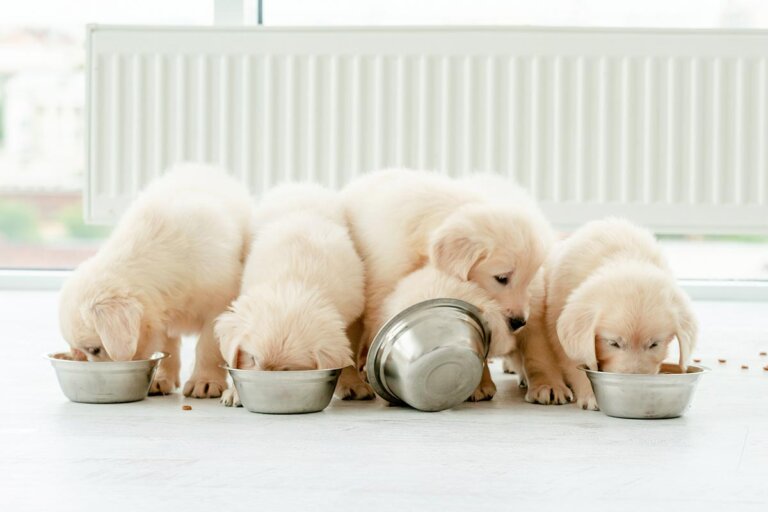 nourriture pour chiot