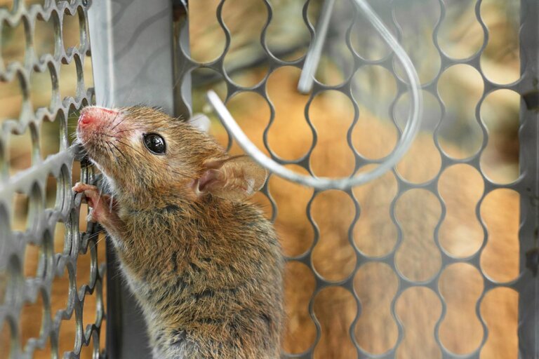 piège à rats