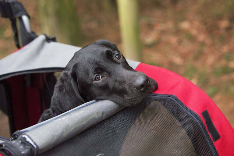 poussette pour chiens