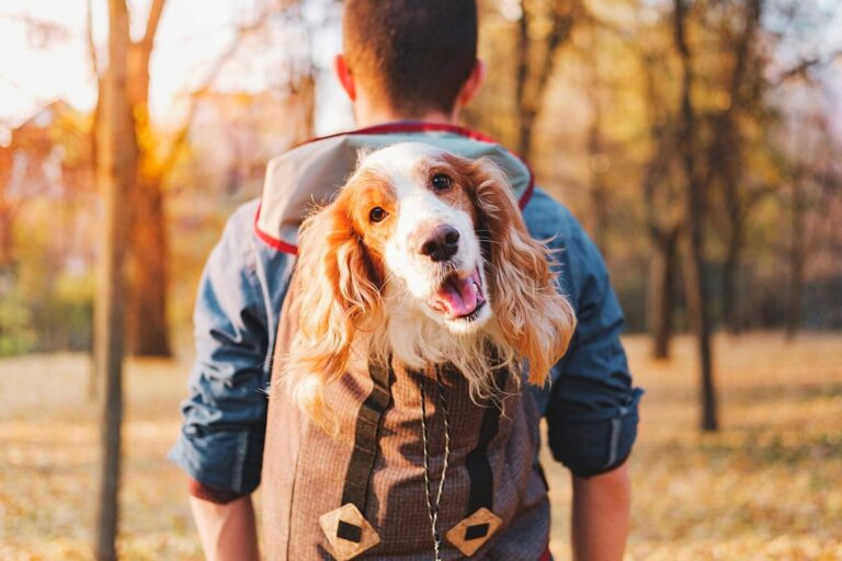 sac à dos de transport pour chiens