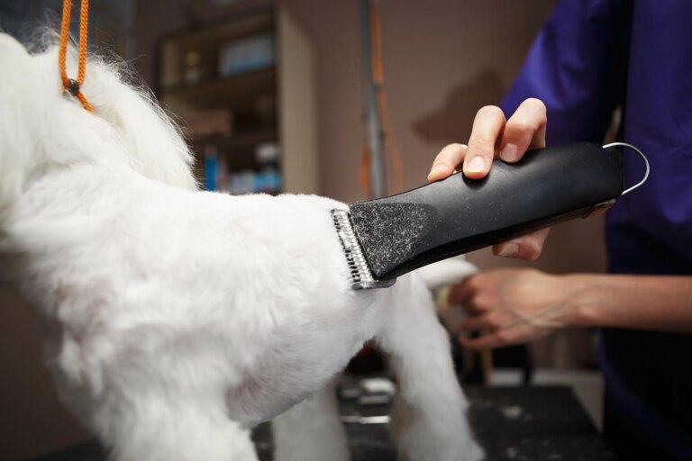 tondeuse pour chiens
